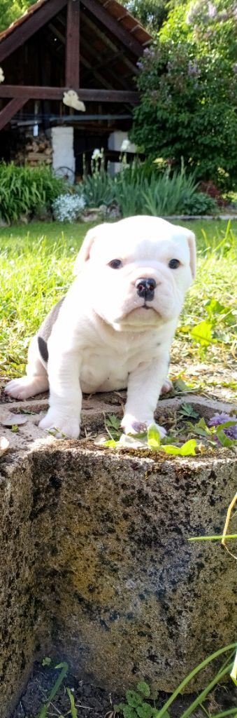 La Casa Des Chula - Chiots disponibles - Bulldog continental