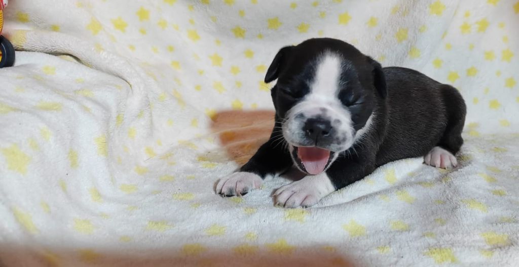 La Casa Des Chula - Chiots disponibles - Bulldog continental