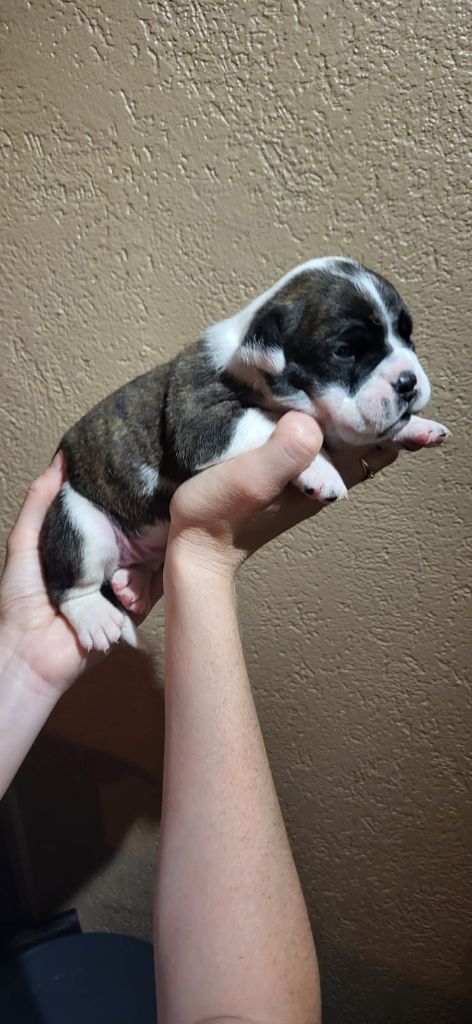La Casa Des Chula - Chiots disponibles - Bulldog continental