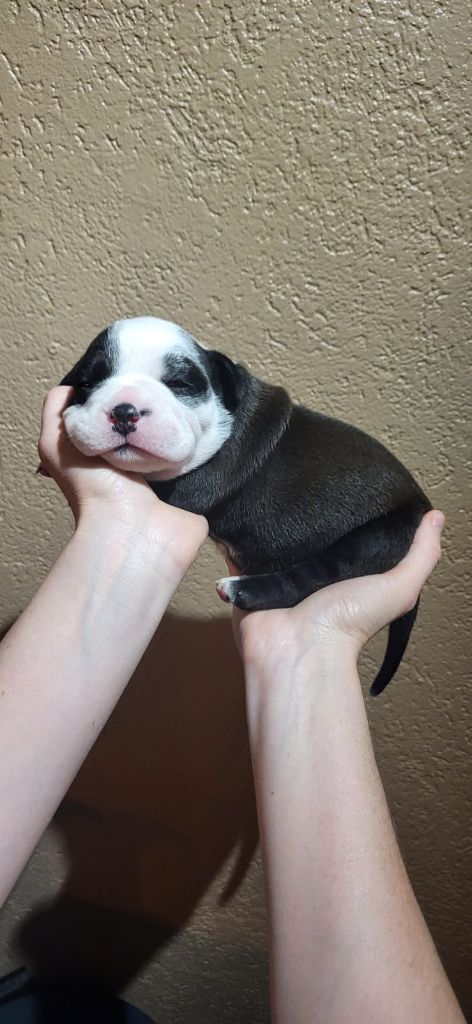 La Casa Des Chula - Chiots disponibles - Bulldog continental