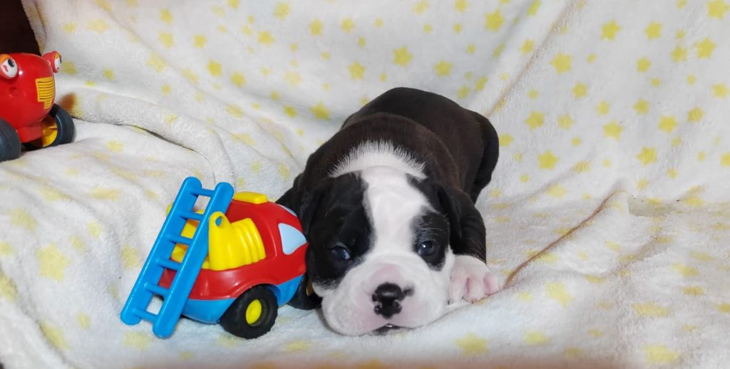 La Casa Des Chula - Chiots disponibles - Bulldog continental