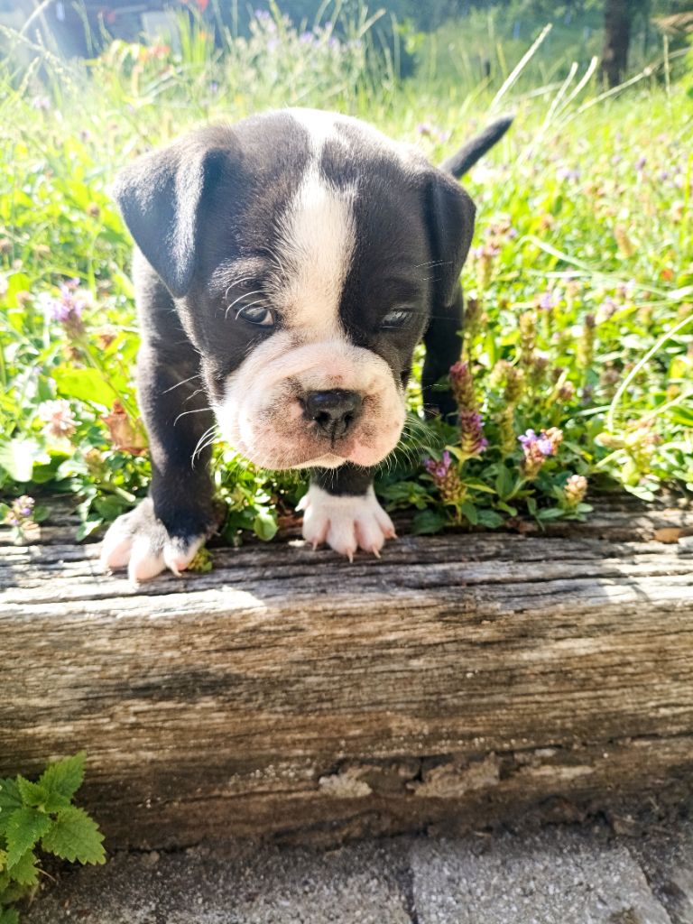 La Casa Des Chula - Chiots disponibles - Bulldog continental