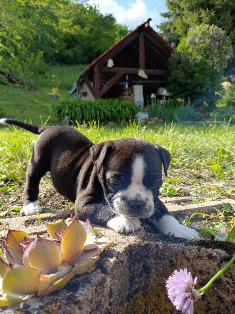 La Casa Des Chula - Chiots disponibles - Bulldog continental