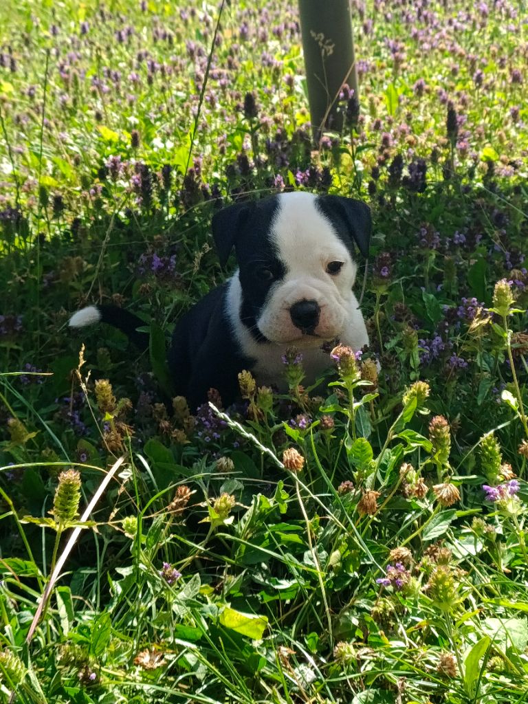 La Casa Des Chula - Chiots disponibles - Bulldog continental