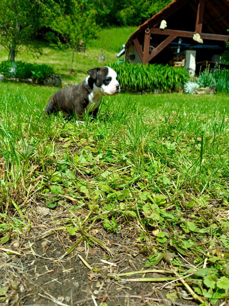La Casa Des Chula - Chiots disponibles - Bulldog continental