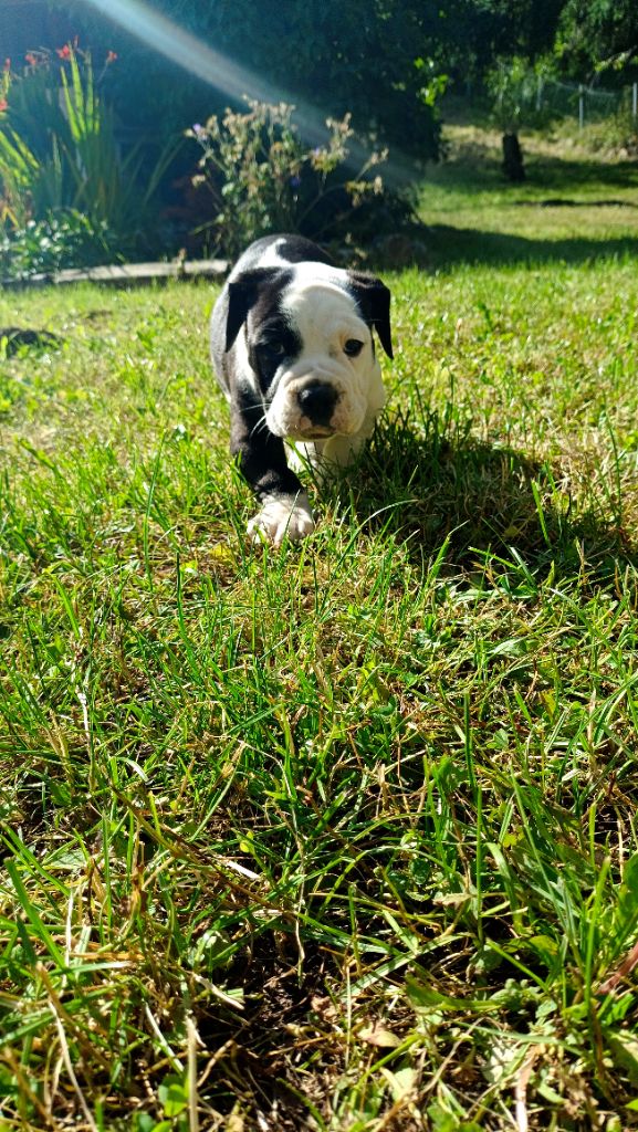 La Casa Des Chula - Chiots disponibles - Bulldog continental