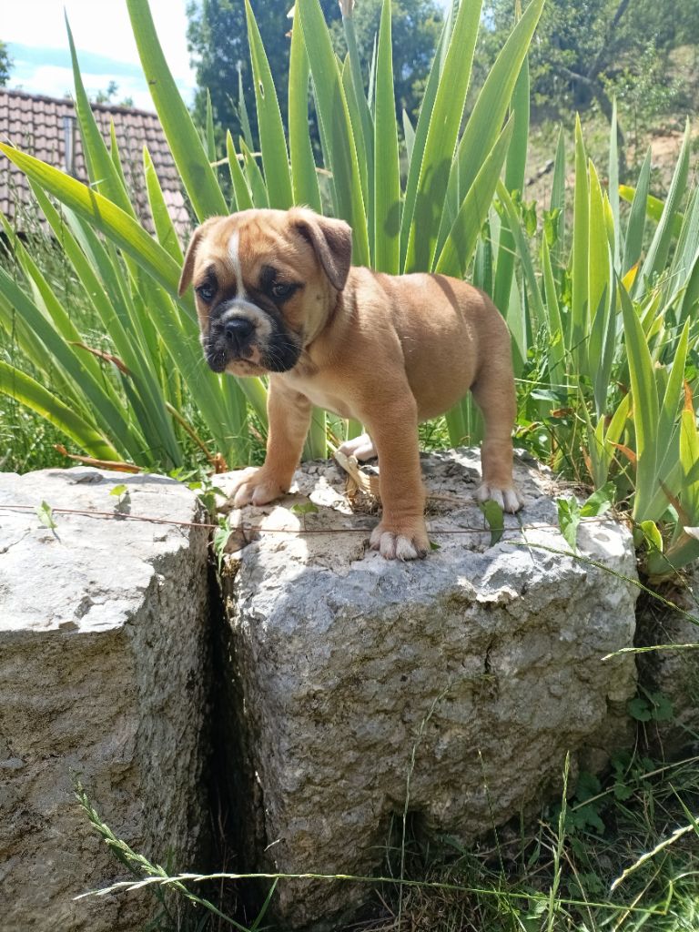 La Casa Des Chula - Chiots disponibles - Bulldog continental