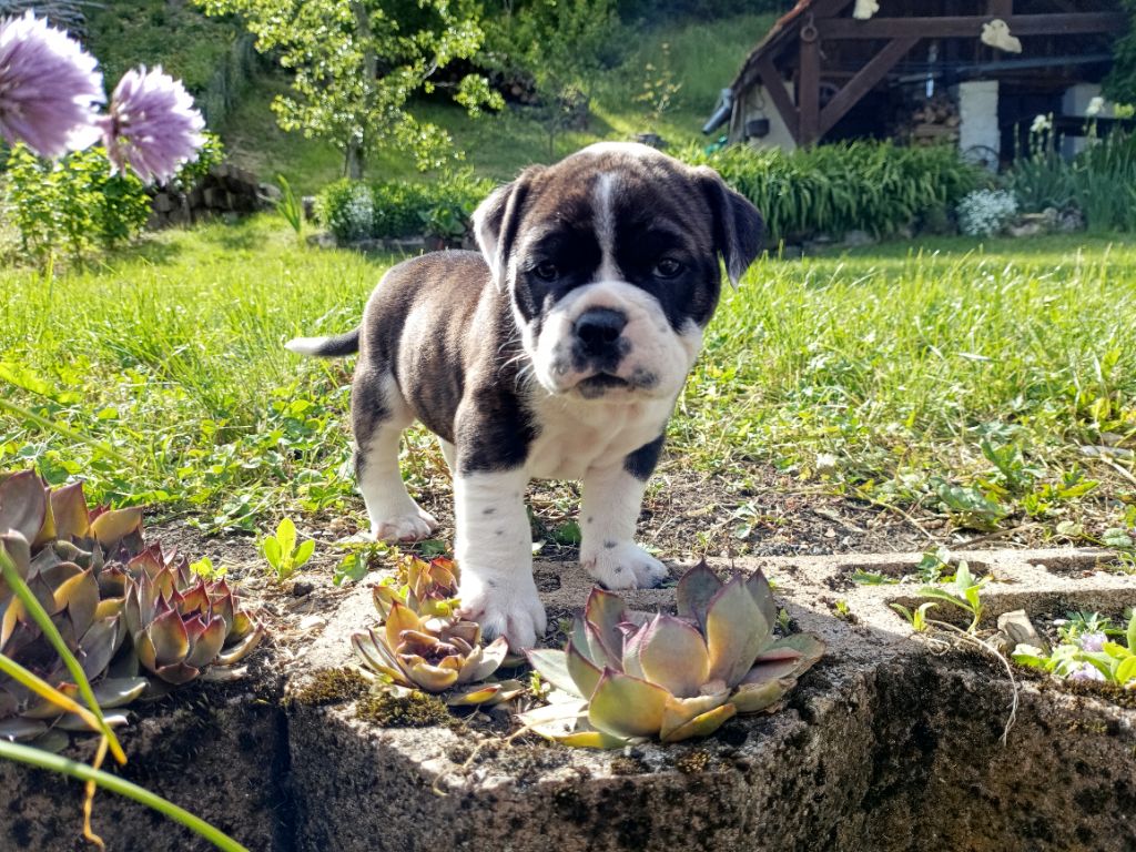 La Casa Des Chula - Chiots disponibles - Bulldog continental