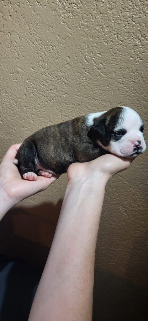 La Casa Des Chula - Chiots disponibles - Bulldog continental