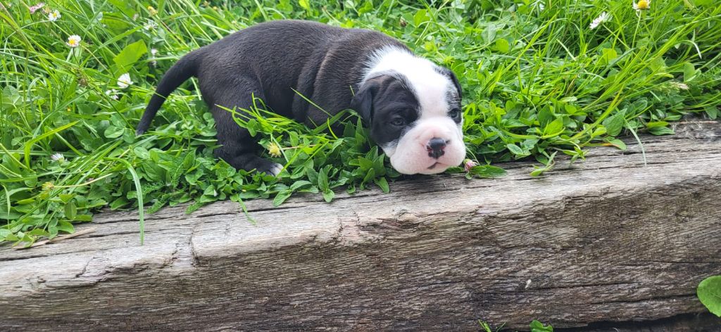 La Casa Des Chula - Chiots disponibles - Bulldog continental