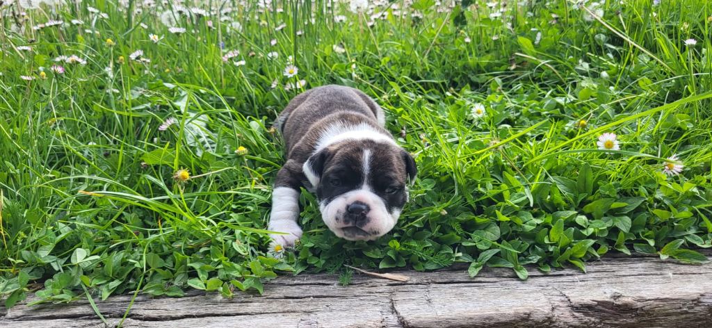 La Casa Des Chula - Chiots disponibles - Bulldog continental