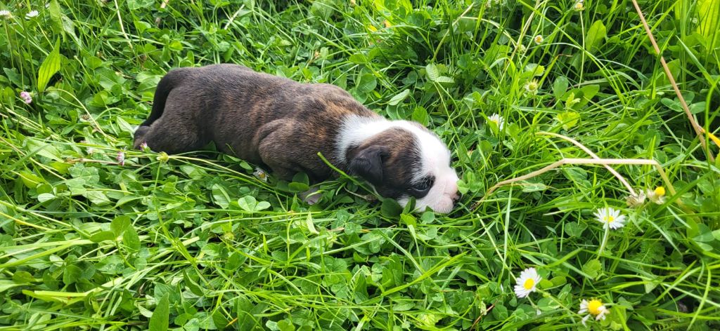 La Casa Des Chula - Chiots disponibles - Bulldog continental