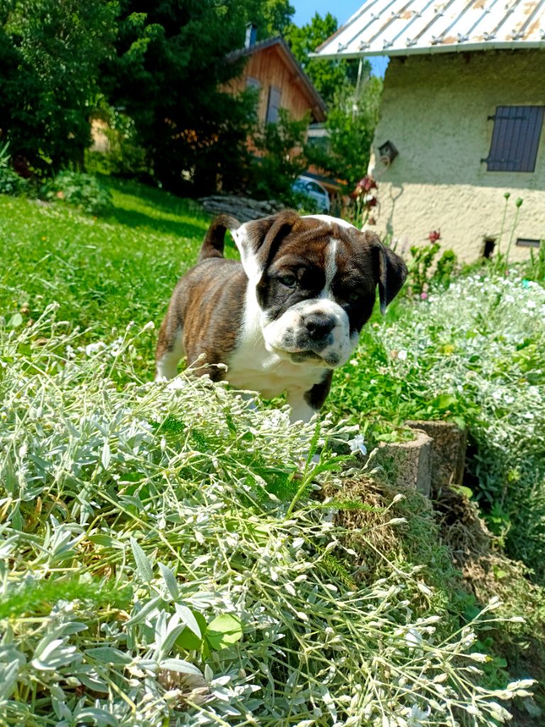 La Casa Des Chula - Chiots disponibles - Bulldog continental