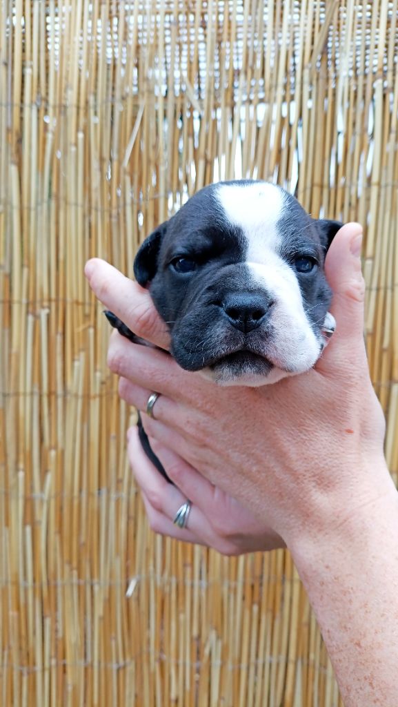 La Casa Des Chula - Chiots disponibles - Bulldog continental