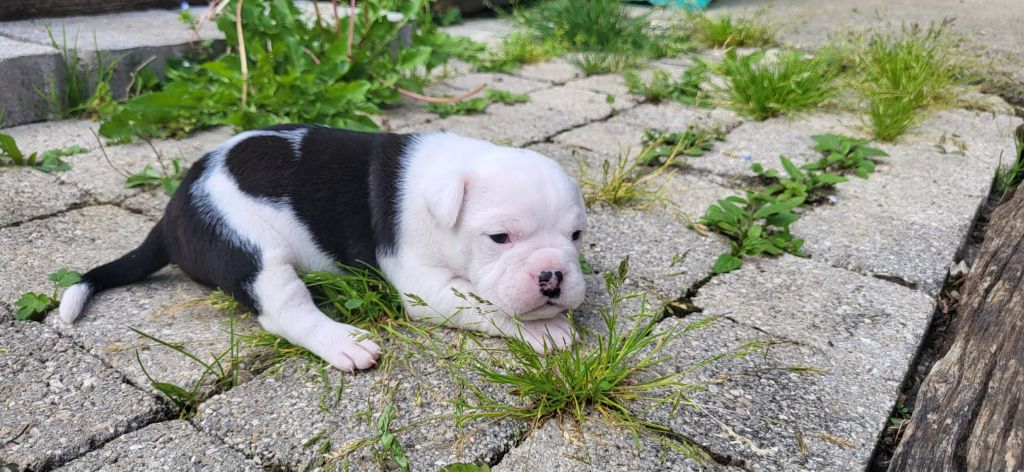La Casa Des Chula - Chiots disponibles - Bulldog continental