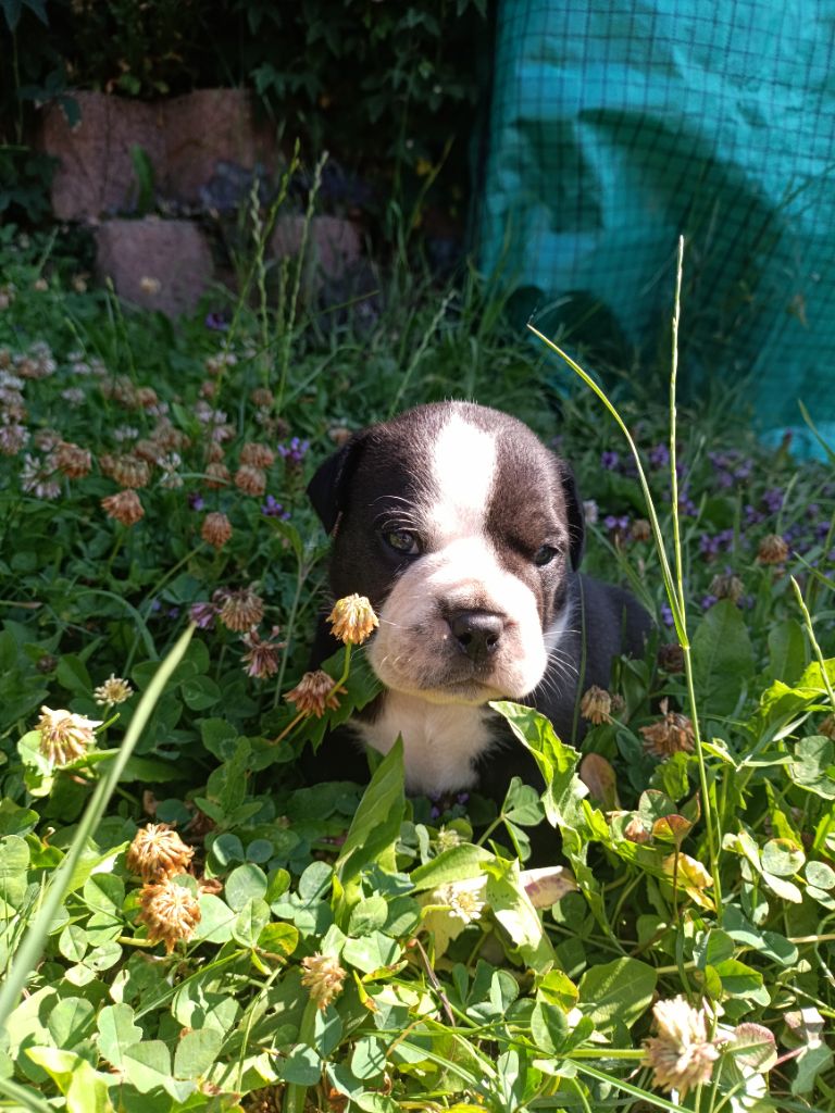 La Casa Des Chula - Chiots disponibles - Bulldog continental