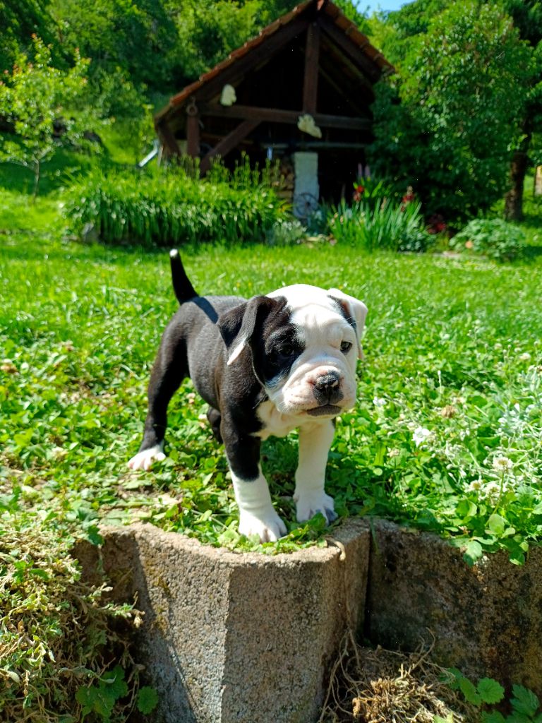 La Casa Des Chula - Chiots disponibles - Bulldog continental