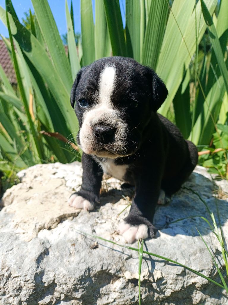 La Casa Des Chula - Chiots disponibles - Bulldog continental