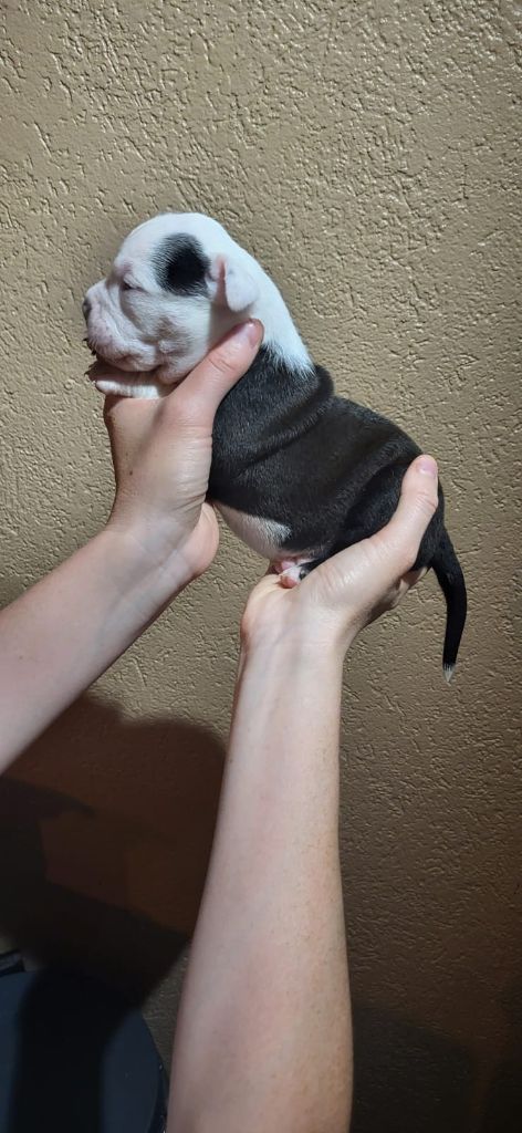 La Casa Des Chula - Chiots disponibles - Bulldog continental