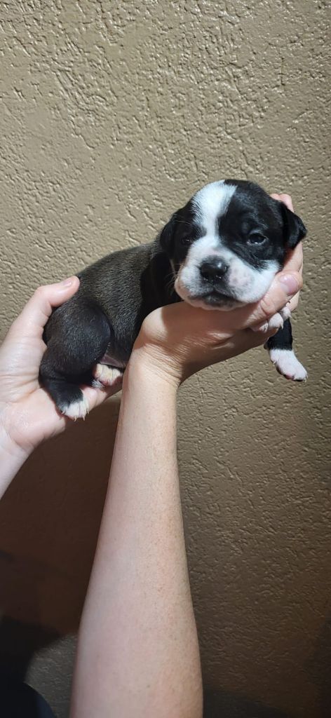 La Casa Des Chula - Chiots disponibles - Bulldog continental